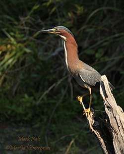 Photo of a Green Heron